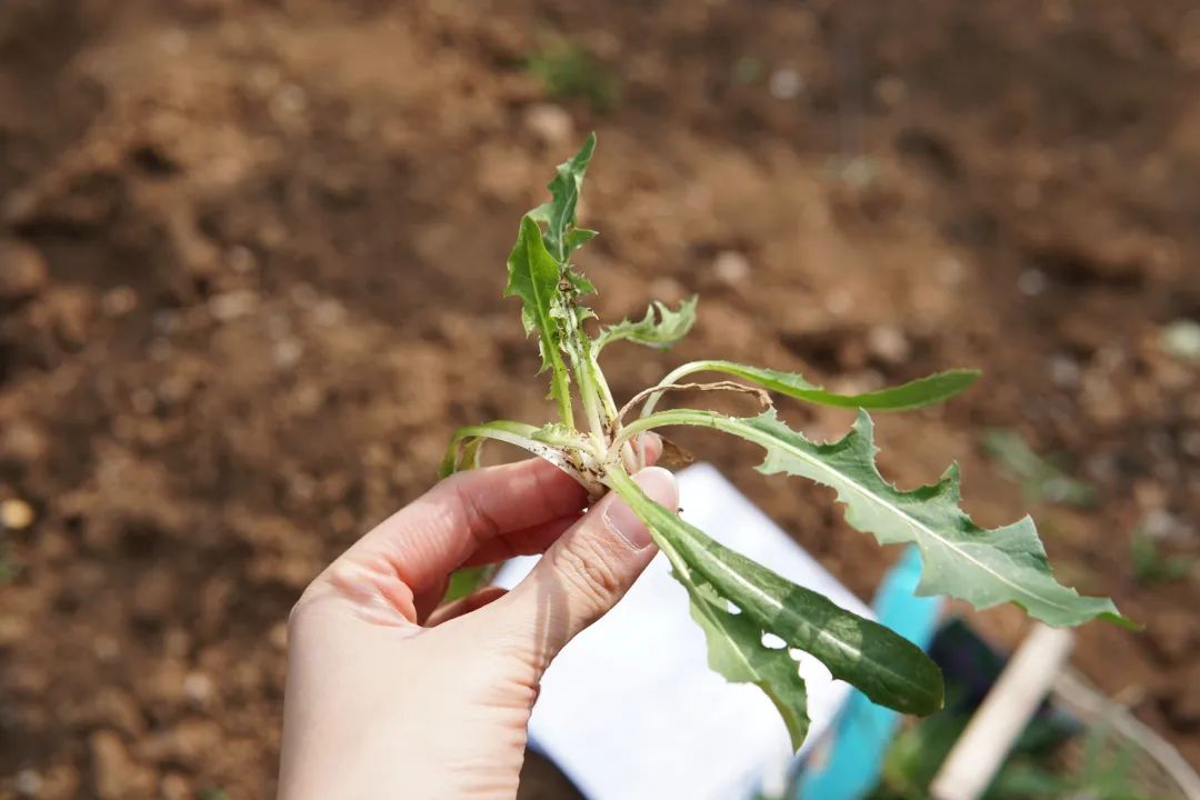 1000小食报 #52 一年一度的野菜家宴，等你回山